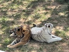 -西霞口神雕山野生动物世界