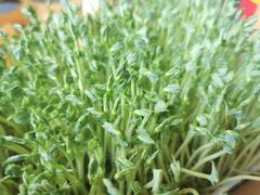 活体豆苗-煲宫猪肚鸡(晶品店)