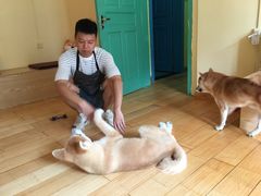 -喜柴咖啡·柴犬狗咖