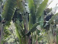 -深圳仙湖植物园