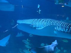 -烟台海昌鲸鲨海洋公园