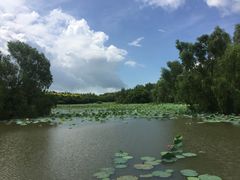 -大湾区中央湿地公园