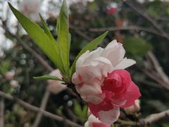 -南汇桃花村