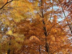 -昆山城市生态森林公园