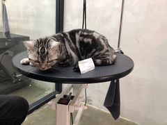 -PETKIT 小佩宠物·低压洗护·美容·寄养(安远店)