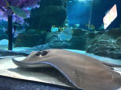 -大连圣亚海洋世界