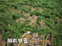 -菊园百果园