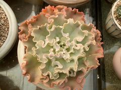 -龙大花卉苗木市场