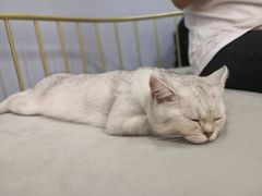 -BABIT巴比特宠物(MOMOPARK店)