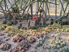 -深圳仙湖植物园