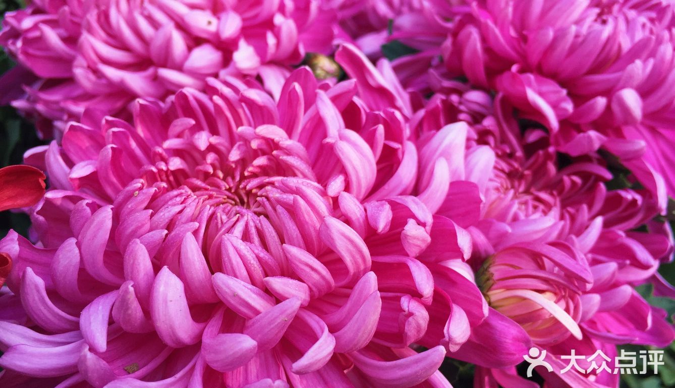 梅兰竹菊诗情画意——清风园（菊花盛开中）