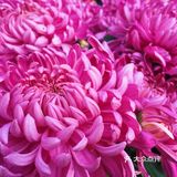 梅兰竹菊诗情画意——清风园（菊花盛开中）