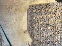 -悠尼宠物·独立低压伊珊娜洗护·美容·寄养(兰谷路店)