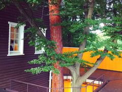 -三鹰之森吉卜力美术馆