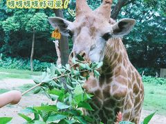 -广州长隆野生动物世界