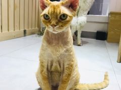 -Heymao猫咖.咖啡厅(东门店)