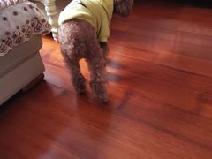 -顺强宠物诊所·狂犬免疫·夜诊·骨科(嘉定店)