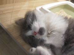-屋虎猫馆(宝安大仟里店)