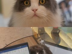 -飞行喵MR PILOT|猫舍·猫咖(静安大融城店)