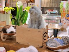 -小时光咖啡馆(北锣鼓巷店)