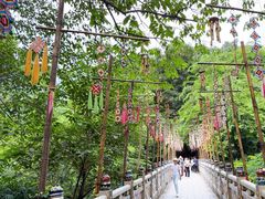 -西双版纳原始森林公园