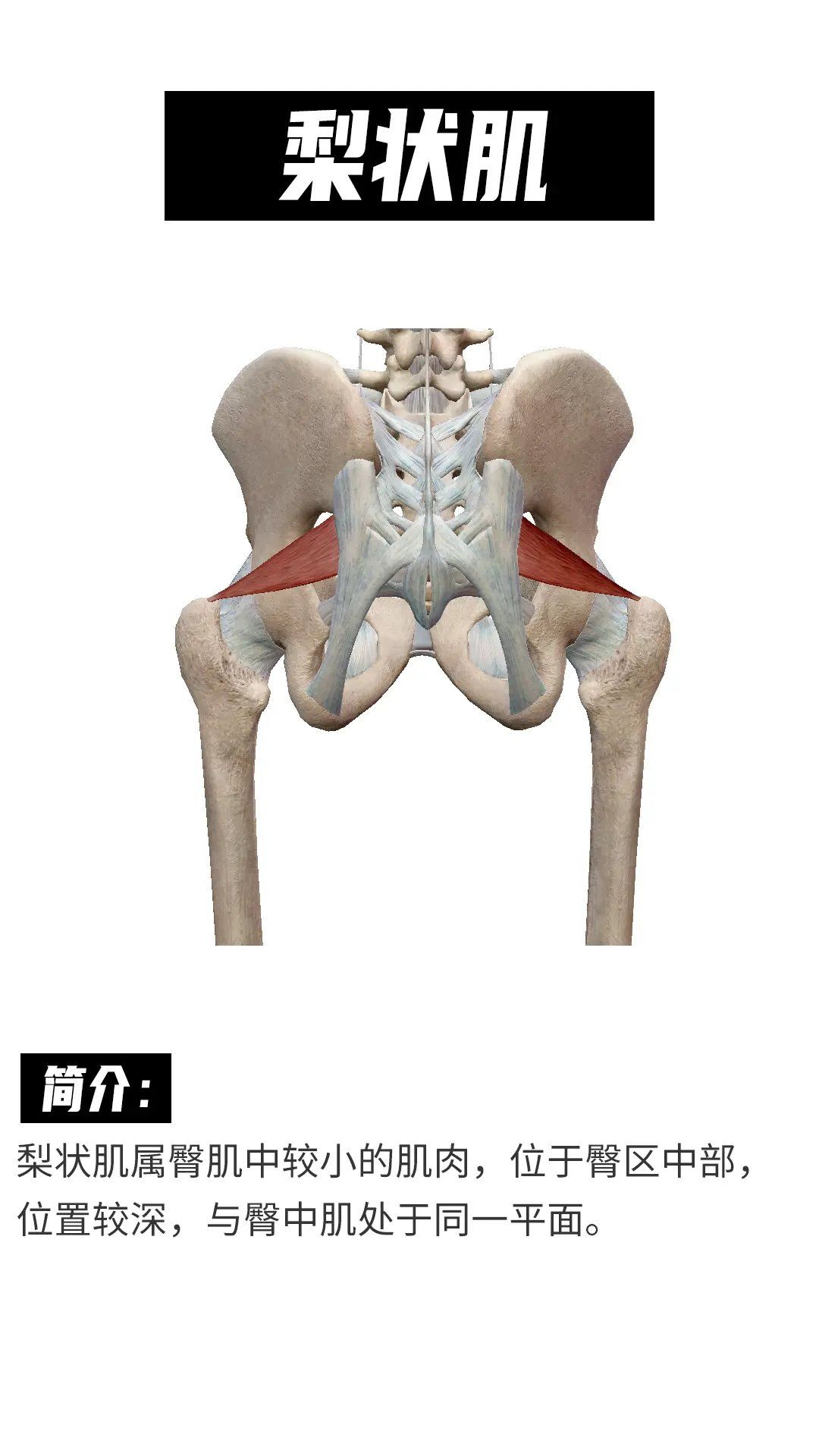 美式整脊之梨状肌