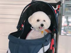 -BABYDOG宝贝狗宠物乐园(欧洲城店)