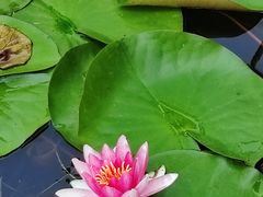 -莲花池公园