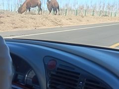 -新疆天山野生动物园
