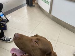 -爱侣宠医·鹦鹉专科·小型哺乳类·异宠专科(灵石路店)