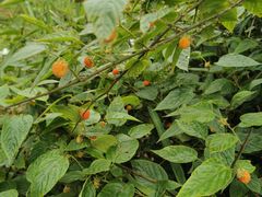 -铁山坪森林公园