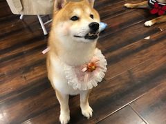 -豆柴町-柴犬主题狗咖(红鼎国际C座店)