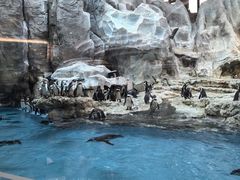 -帝企鹅自助餐厅•儿童岛•真企鹅(长隆企鹅酒店)