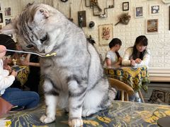 -平行世界·猫咖(首经贸店)