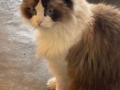 -喵屿·大理花园猫咖