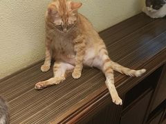 -more than meow吴止猫主题餐厅(承德 中船汇店)