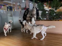 -Husky Go! 哈士奇体验馆·宠物咖啡厅狗咖