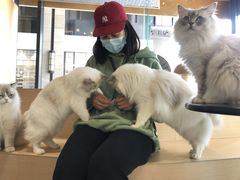 -瞄一喵猫咖(格力海岸店)