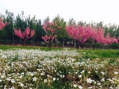 花林-首都师范大学(良乡校区)