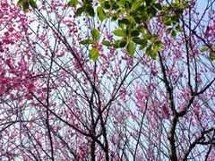 -游子山休闲旅游区