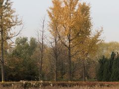 -永定河休闲森林公园