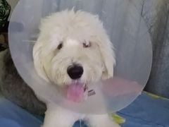 -芭比堂动物医院·犬猫全科·异宠专科(雁塔分院)