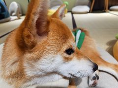 -逗柴咖啡屋·狗咖猫咖宠物桌游