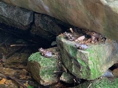 -洛阳白云山景区