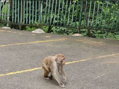 -黔灵山公园