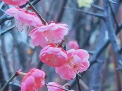 -八大山人梅湖景区