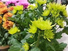 -鹿岛会员店 (龙湖三千集天街店)