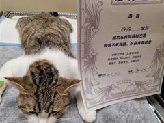 -凯特喵百思猫专科医院