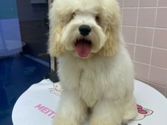 -FAELING PETS美天灵宠物(富力广场店)
