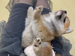 -逗柴咖啡屋·狗咖猫咖宠物桌游